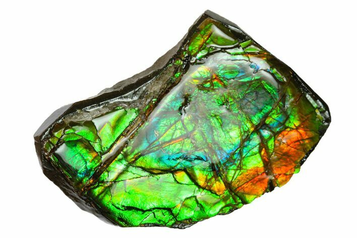 Iridescent Ammolite (Fossil Ammonite Shell) - Alberta, Canada #147452